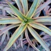 Yucca ‘Citrus Twist’ 8″ Pot 2 Yucca ‘Citrus Twist’ 8″ Pot -Planters Shop Yucca gloriosa Citrus Twist foliage