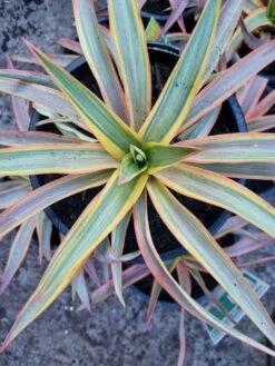 Yucca ‘Citrus Twist’ 8″ Pot