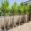 Yucca Elephantipes ‘Stick Yucca’ 2 Yucca Elephantipes ‘Stick Yucca’ -Planters Shop Yucca row