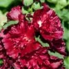 Hollyhock ‘Double Crimson’ 4″ Pot 2 Hollyhock ‘Double Crimson’ 4″ Pot -Planters Shop alcea spring celebrities crimson hollyhock double crimson