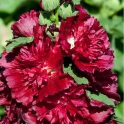Hollyhock ‘Double Crimson’ 4″ Pot