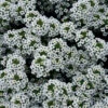 Lobularia ‘Snow Princess’ Sweet Alyssum 6″ Pot 2 Lobularia ‘Snow Princess’ Sweet Alyssum 6″ Pot -Planters Shop alyssum 1