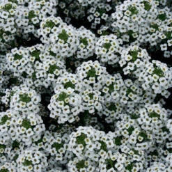 Lobularia ‘Snow Princess’ Sweet Alyssum 6″ Pot