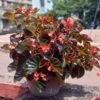 Begonia ‘Bronze Leaf’ 1 Begonia ‘Bronze Leaf’ -Planters Shop begonia bronze leaf