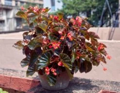 Begonia ‘Bronze Leaf’