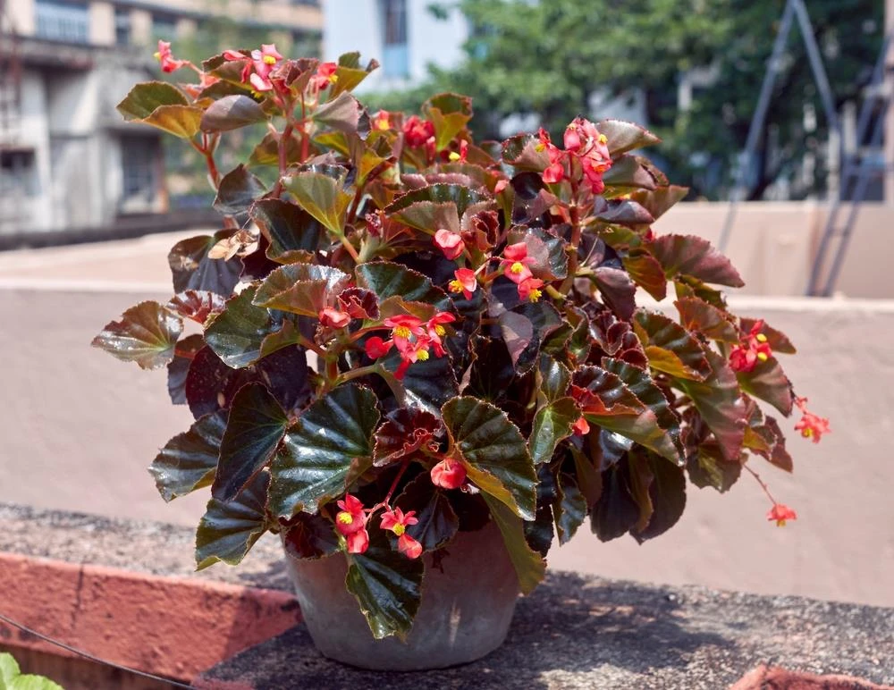 Begonia ‘Bronze Leaf’ 3 Begonia ‘Bronze Leaf’
