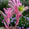 Anigozanthos ‘Bush Pearl™’ Kangaroo Paw 6″ Pot 2 Anigozanthos ‘Bush Pearl™’ Kangaroo Paw 6″ Pot -Planters Shop bpearl