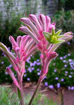 Anigozanthos ‘Bush Pearl™’ Kangaroo Paw 6″ Pot 3 Anigozanthos ‘Bush Pearl™’ Kangaroo Paw 6″ Pot
