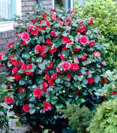 Camellia ‘Kramer’s Supreme’ 3 Camellia ‘Kramer’s Supreme’ - Image 2