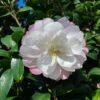 Camellia Sasanqua ‘Pure Silk’ 1 Camellia Sasanqua ‘Pure Silk’ -Planters Shop camellia pure silk
