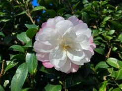 Camellia Sasanqua ‘Pure Silk’