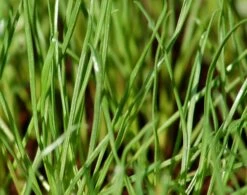 Cat Grass Plant 4″ Pot