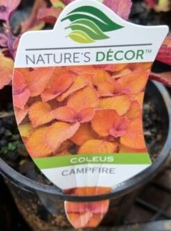 Coleus ‘Campfire’ 6″ Pot 9 Coleus ‘Campfire’ 6″ Pot -Planters Shop coleus campfire hello hello plants