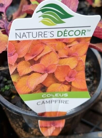 Coleus ‘Campfire’ 6″ Pot 6 Coleus ‘Campfire’ 6″ Pot - Image 4