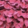 Coleus ‘Ruby Slipper’ 6″ Pot 2 Coleus ‘Ruby Slipper’ 6″ Pot -Planters Shop coleus ruby slipper