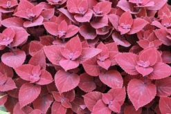 Coleus ‘Ruby Slipper’ 6″ Pot