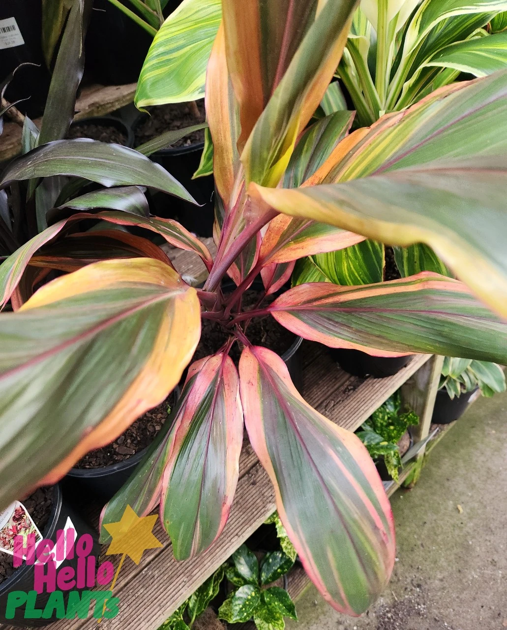 Cordyline ‘Early Morning Diamond’ 7″ Pot 4 Cordyline ‘Early Morning Diamond’ 7″ Pot - Image 2