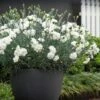 Dianthus ‘Memories’ 6″ Pot 2 Dianthus ‘Memories’ 6″ Pot -Planters Shop d memories 07.0