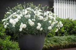 Dianthus ‘Memories’ 6″ Pot