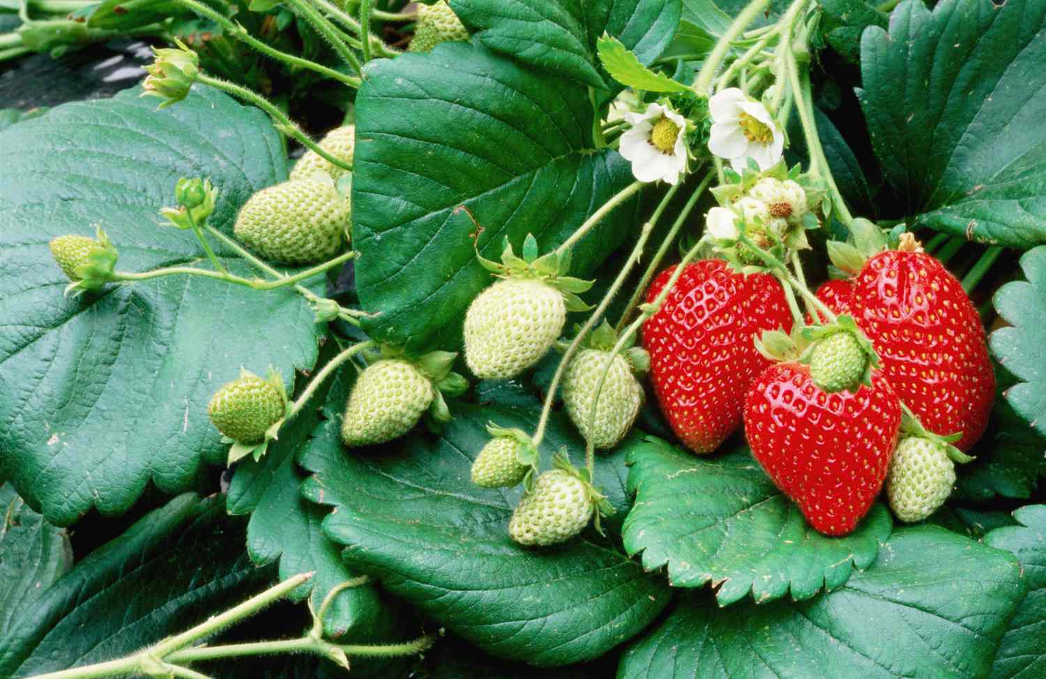 Planters Shop 34 Planters Shop -Planters Shop easy produce to grow 2000 7961822838dc4b249a414f5b2ab3c50a