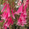 Epacris ‘Pan Pipes’ 6″ Pot 1 Epacris ‘Pan Pipes’ 6″ Pot -Planters Shop epacris pan pipes close up