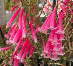 Epacris ‘Pan Pipes’ 6″ Pot