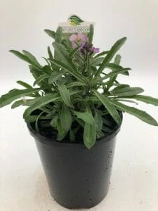 Erysimum ‘Bowles Me Away’ Wallflower 6″ Pot 5 Erysimum ‘Bowles Me Away’ Wallflower 6″ Pot - Image 3