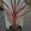 Cordyline ‘Fairy Floss’ 6″ Pot 1 Cordyline ‘Fairy Floss’ 6″ Pot -Planters Shop fairy floss e1503189819115