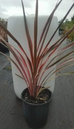 Cordyline ‘Fairy Floss’ 6″ Pot