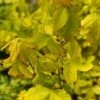 Acer ‘Golden Trident Maple’ 13″ Pot 2 Acer ‘Golden Trident Maple’ 13″ Pot -Planters Shop golden trident maple s 1