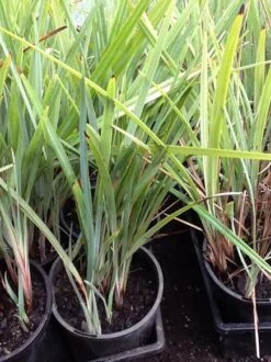 Planters Shop 7 Planters Shop -Planters Shop green plant