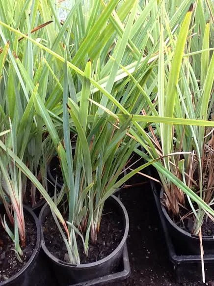 Dianella ‘Mia Mia’ Flax Lily 6″ Pot 4 Dianella ‘Mia Mia’ Flax Lily 6″ Pot - Image 2