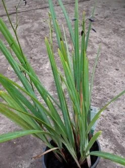 Dianella ‘Mia Mia’ Flax Lily 6″ Pot 7 Dianella ‘Mia Mia’ Flax Lily 6″ Pot -Planters Shop greenplant1