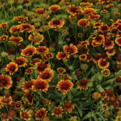 Gaillardia ‘Arizona Sun’ Blanket Flower 5 Gaillardia ‘Arizona Sun’ Blanket Flower -Planters Shop hello hello plants Gaillardia x grandiflora Goblin Blanket Flower 1