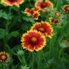 Gaillardia ‘Arizona Sun’ Blanket Flower 1 Gaillardia ‘Arizona Sun’ Blanket Flower -Planters Shop hello hello plants Gaillardia x grandiflora Goblin Blanket Flower