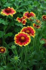 Gaillardia ‘Arizona Sun’ Blanket Flower