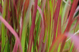 Imperata ‘Japanese Blood Grass’ 6″ Pot 4 Imperata ‘Japanese Blood Grass’ 6″ Pot - Image 2