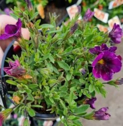 Calibrachoa ‘Purple’ 6″ Pot 9 Calibrachoa ‘Purple’ 6″ Pot -Planters Shop hello hello plants campbelfield melbourne victoria aistralia Calibrachoa Purple 2