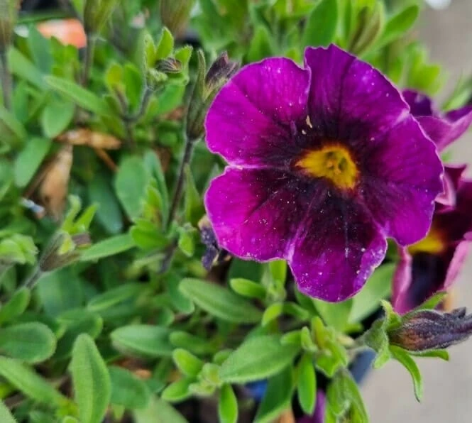 Calibrachoa ‘Purple’ 6″ Pot 4 Calibrachoa ‘Purple’ 6″ Pot - Image 2