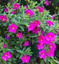 Calibrachoa ‘Pink’ 6″ Pot -Planters Shop hello hello plants campbelfield melbourne victoria australia calibrachoa pink