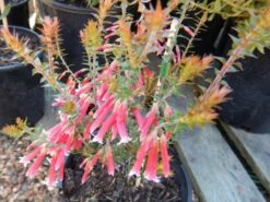 Epacris ‘Pan Pipes’ 6″ Pot -Planters Shop hello hello plants epacris pan pipes