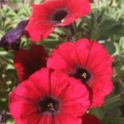 Petunia Supertunia® ‘Black Cherry’ 6″ Pot