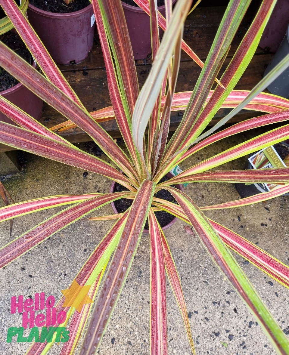 Cordyline ‘Electric Star™’ 4 Cordyline ‘Electric Star™’ - Image 2