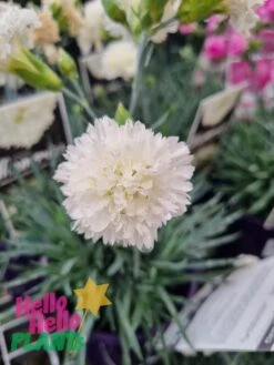 Dianthus ‘Memories’ 6″ Pot -Planters Shop hello hello plants nursery melbourne australia Dianthus Memories Dianthus x alwoodii White carnation flower