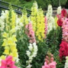 Snapdragon ‘Mix’ 4″ Pot 2 Snapdragon ‘Mix’ 4″ Pot -Planters Shop hello hello plants nursery melbourne australia snap dragon mixed colours