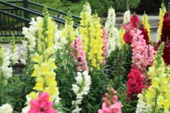Snapdragon ‘Mix’ 4″ Pot