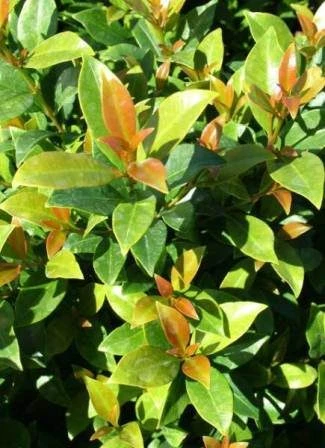 Syzygium ‘Hinterland Gold’ Lilly Pilly 4 Syzygium ‘Hinterland Gold’ Lilly Pilly - Image 2