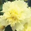 Hollyhock ‘Spring Lemon’ 4″ Pot 1 Hollyhock ‘Spring Lemon’ 4″ Pot -Planters Shop hollyhock sping lemon