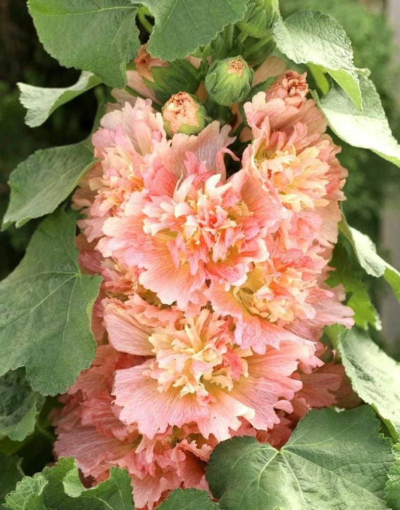 Hollyhock ‘Spring Apricot’ 4″ Pot 4 Hollyhock ‘Spring Apricot’ 4″ Pot - Image 2