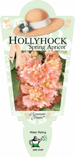 Hollyhock ‘Spring Apricot’ 4″ Pot 7 Hollyhock ‘Spring Apricot’ 4″ Pot -Planters Shop hollyhock spring apricot 2